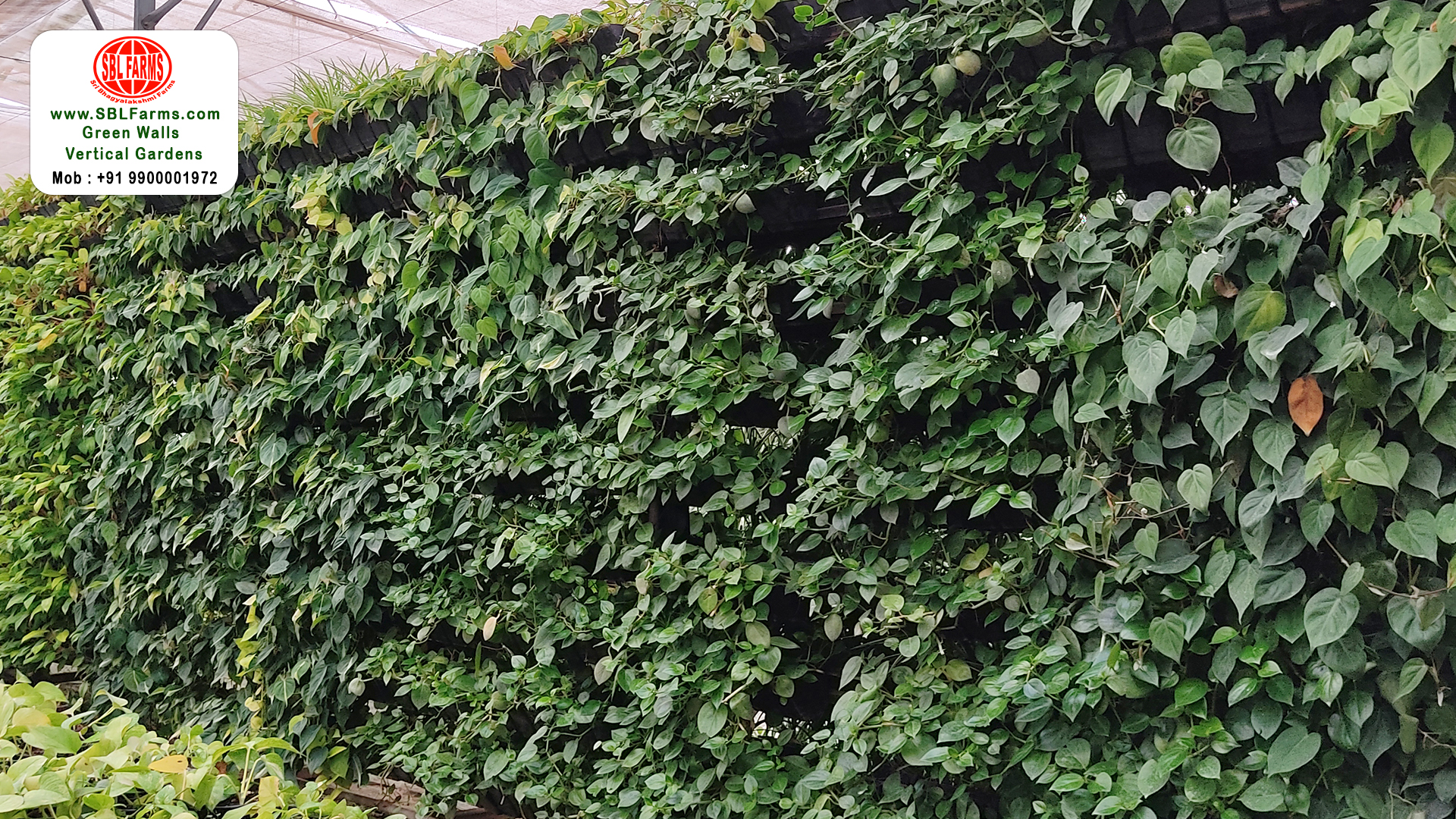 Sbl Farms Green walls and Living walls, Vertical Garden, Bio Curtains,simple vertical garden